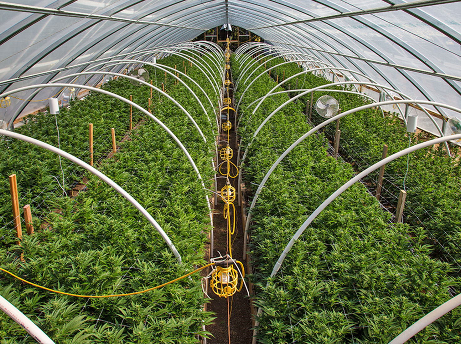A greenhouse growing multiple rows of cannabis