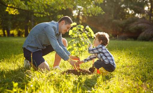 A man and a very young child plant a small tree.