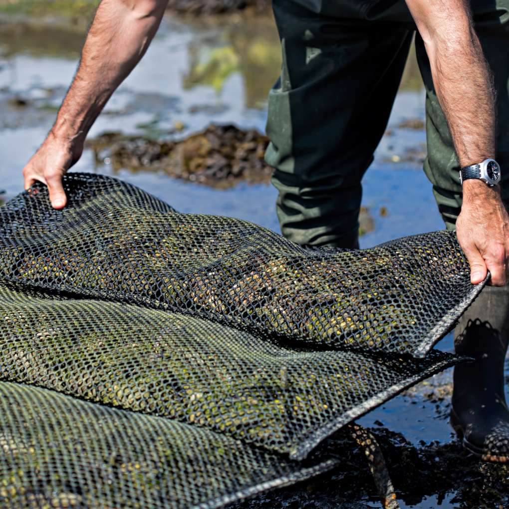 oyster farm.jpg